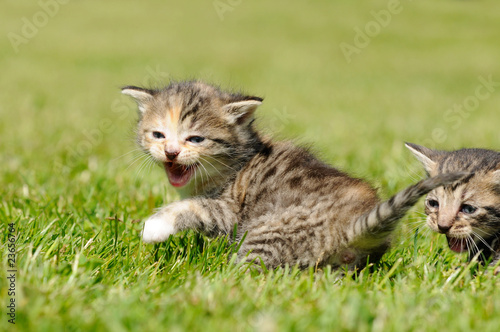 Niedliches Katzenkind photo