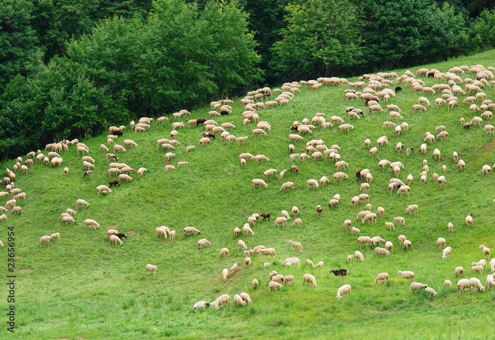 Schafherde Schafherde