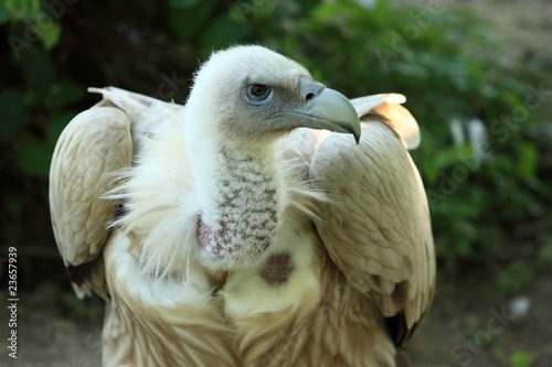 portrait du vautour de l himalaya