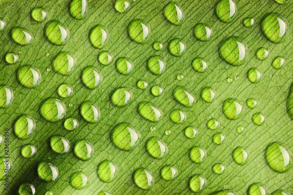 Water drops on leaf Water drops on leaf