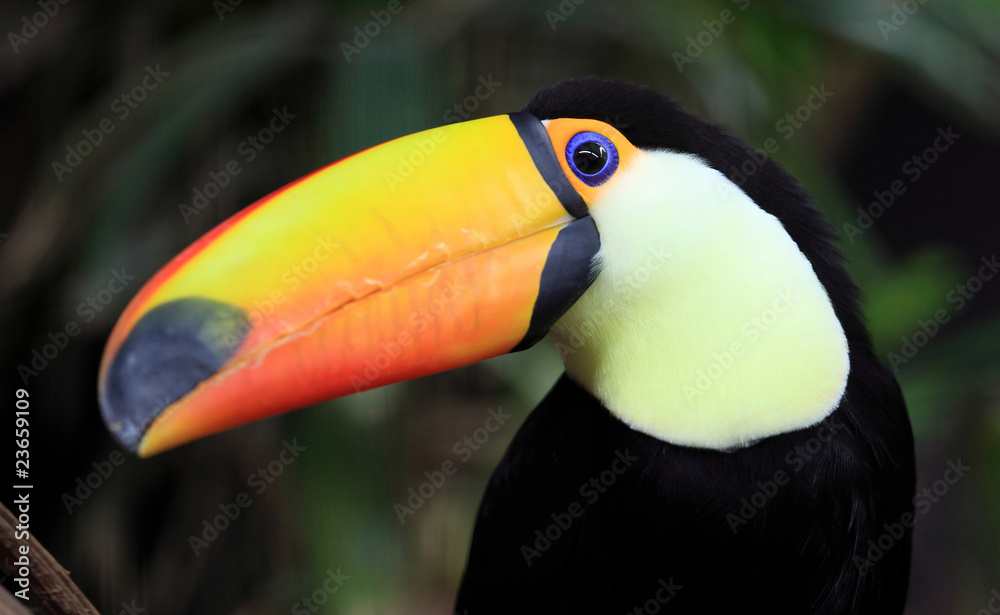 Naklejka premium portrait du toucan