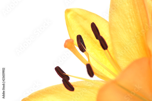 orange lily closeup