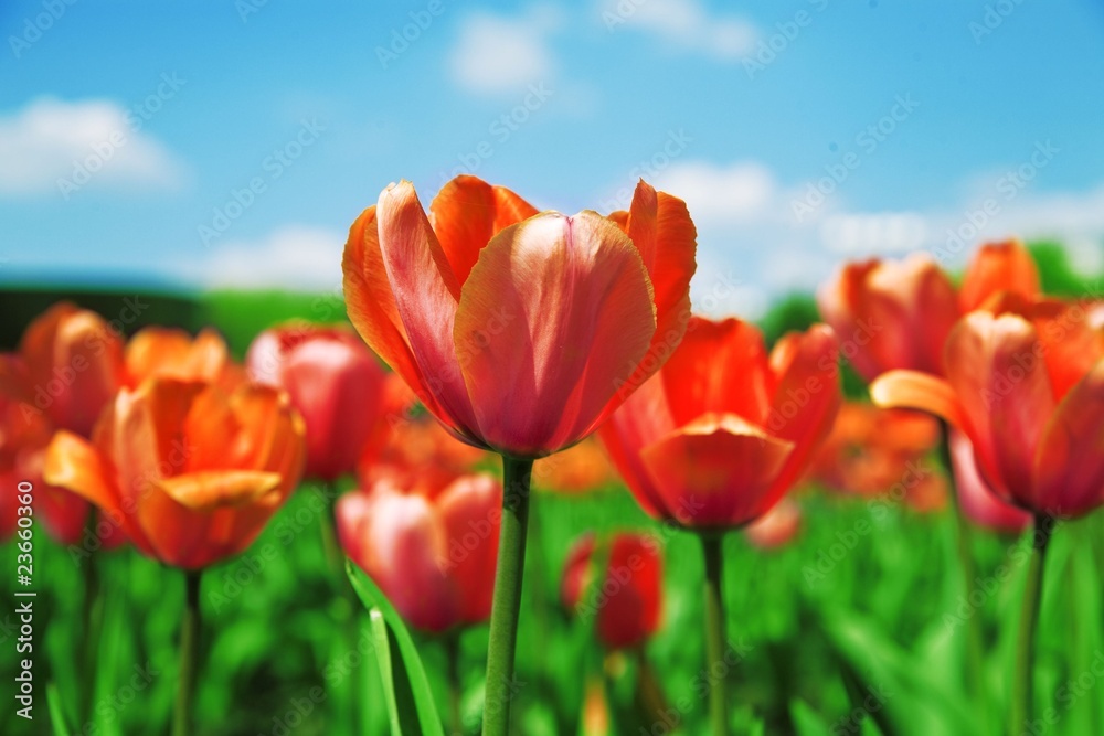 field with red tulips on a background blue sky field with red tulips on a background blue sky