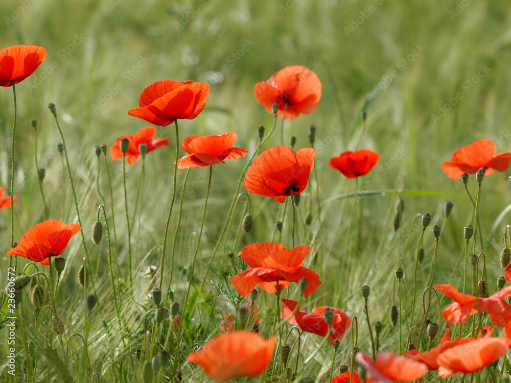 Obraz premium Mohn im Morgenlicht