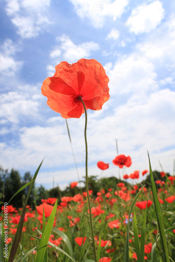 Obraz premium mak kukurydziany