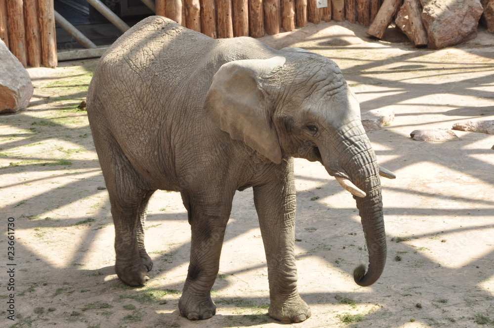 Fototapeta premium Elephant