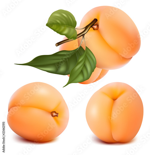 Vector illustration. Apricots with leaves.