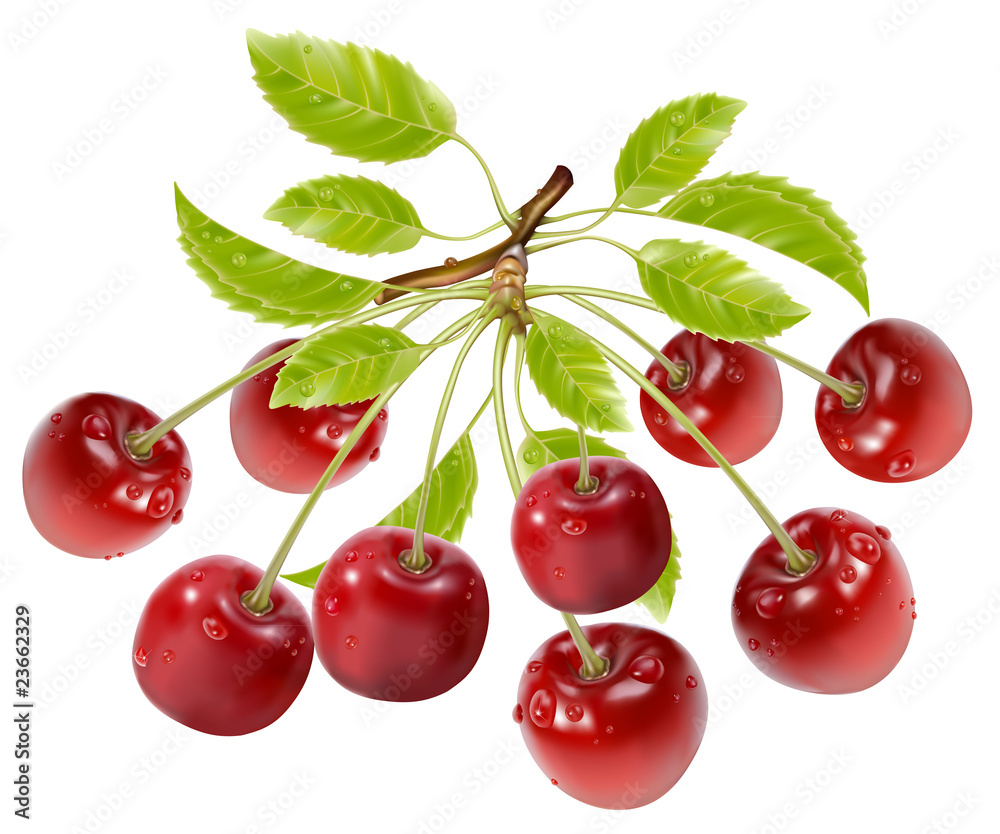 vector.Branch of ripe cherries with water drops and leaves.. vector.Branch of ripe cherries with water drops and leaves..