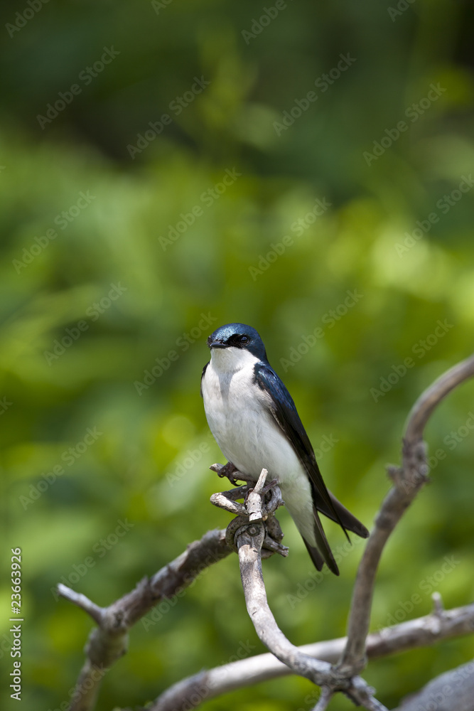 Tree Swallow, Tachycineta bicolor