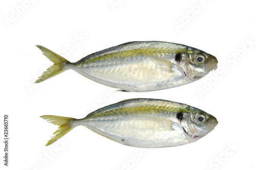 Two Fishes on White background