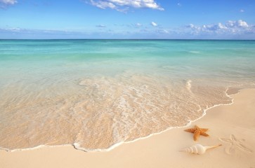 Fototapete Karibik muscheln seestern tropischer sand türkis karibik  © lunamarina
