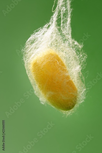 cocoon of silkworm hanging on silk worm net
