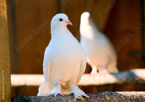 White dove sitting in the dovecot