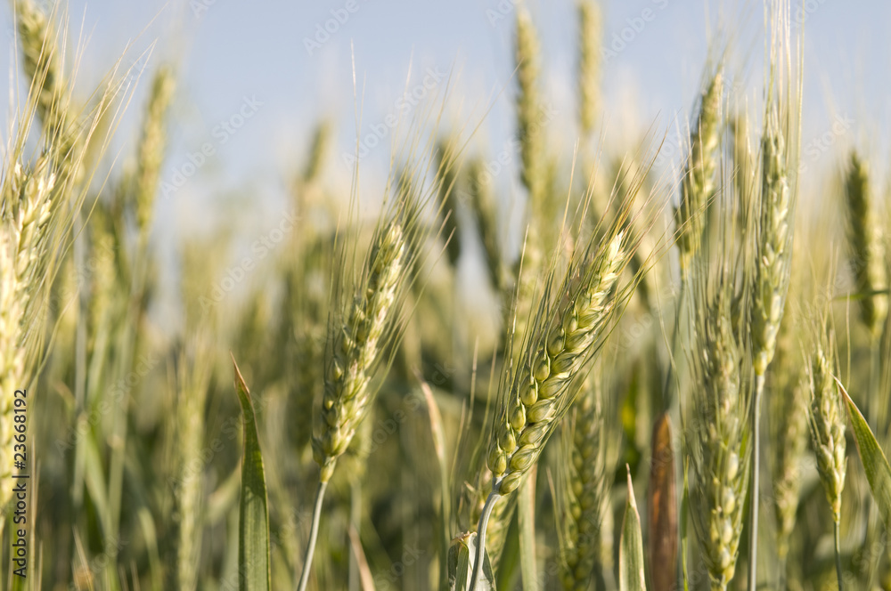 Closeup of ear of barley in a field Closeup of ear of barley in a field