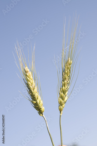 Closeup of ear of barley against the blue sky