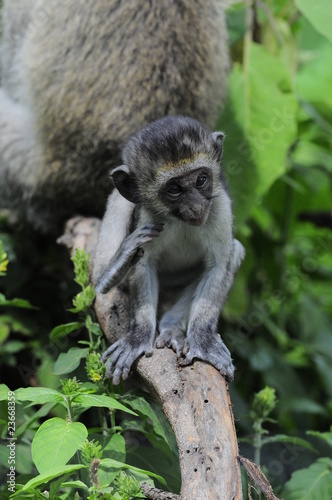 Vervet monkey (Cercopithecus aethiops) at lake Nakuru, Kenya