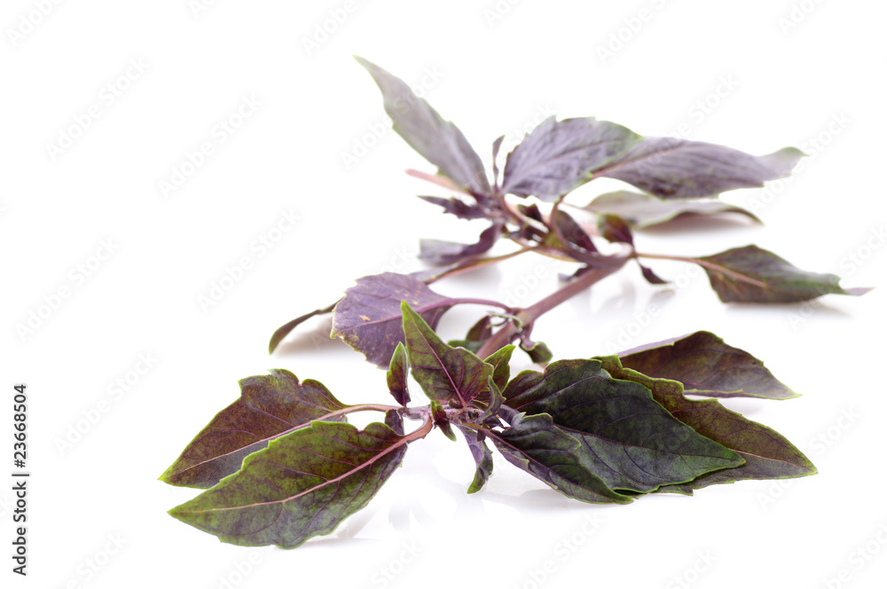 Fototapeta premium Purple basil