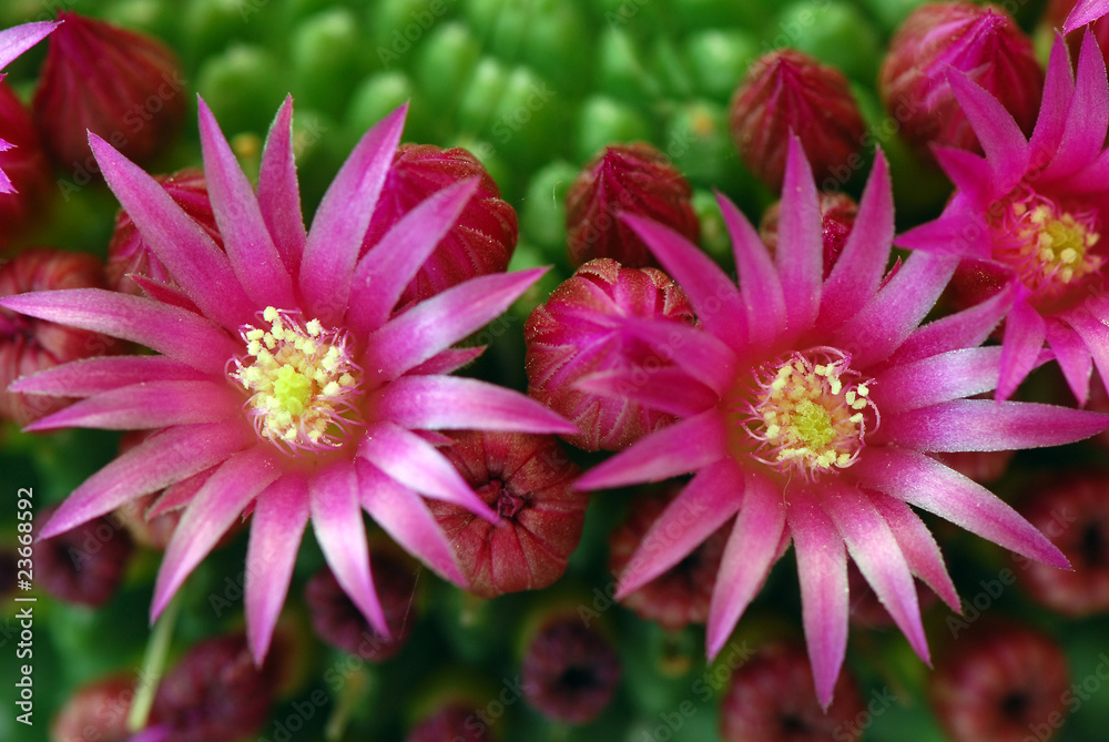 fiori 296