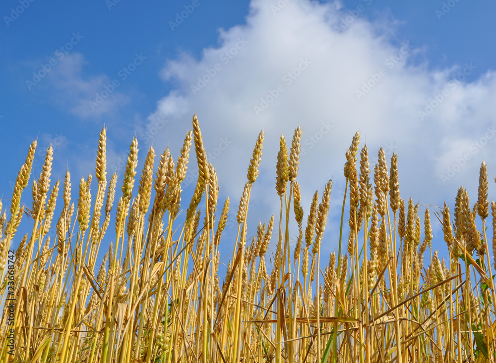 Fototapeta premium Wheat