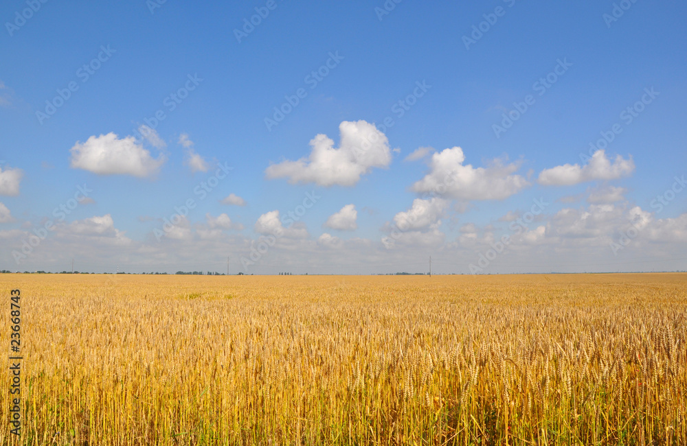 Wheat field Wheat field