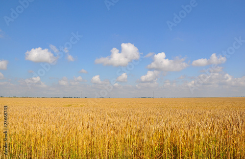 Wheat field