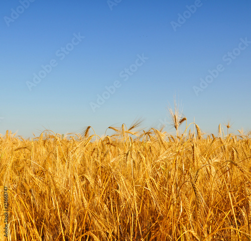 Gold wheat