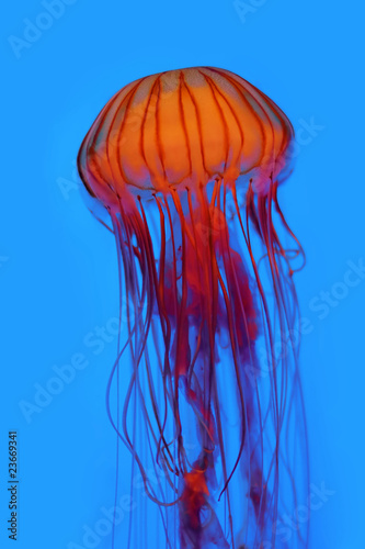 Jellyfish