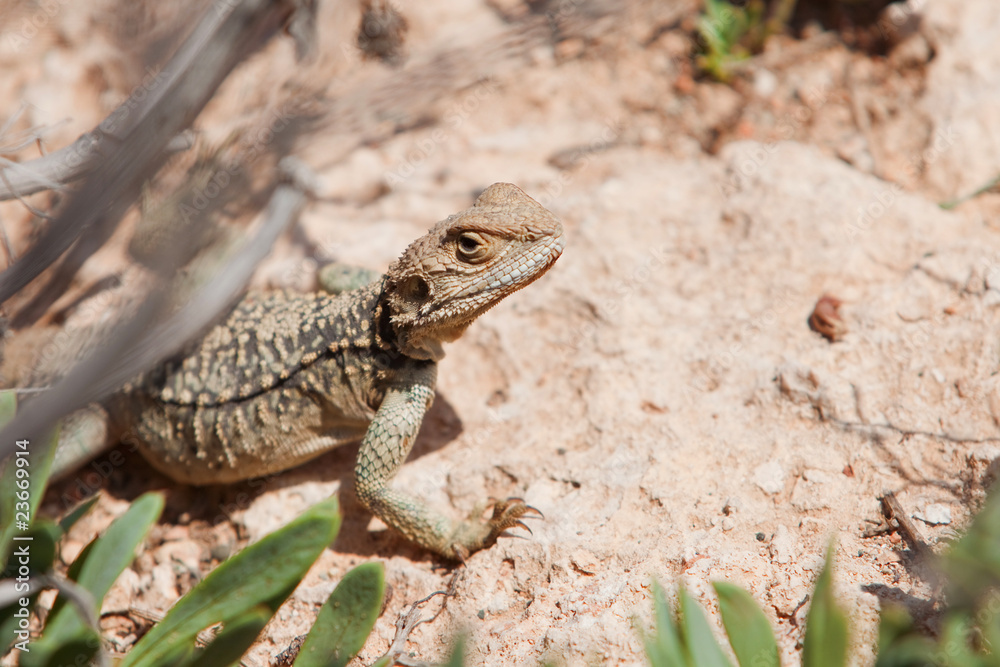 Fototapeta premium Yellow lizard in the street