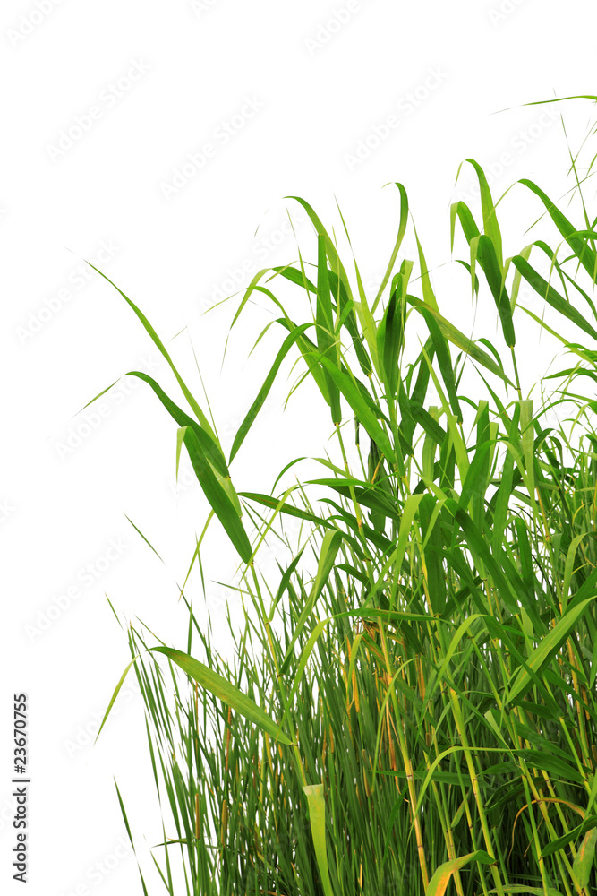 Close-up view of reed along the water's edge . - obrazy, fototapety, plakaty 