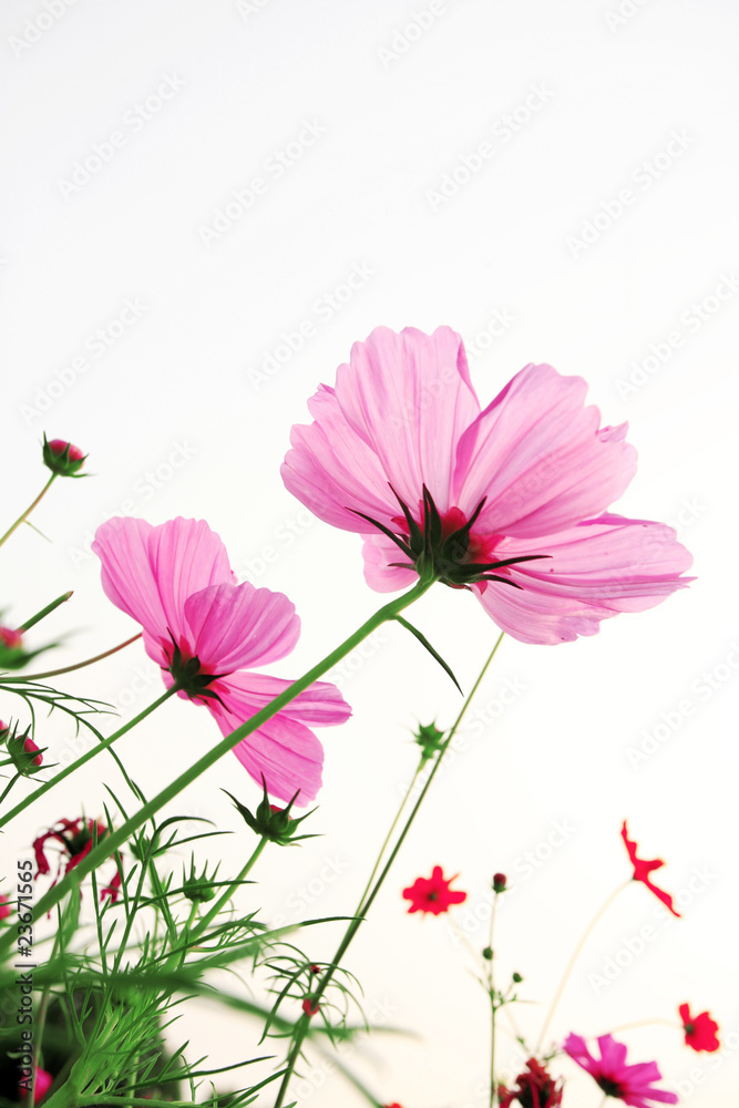 pink daisies in grass field with white background pink daisies in grass field with white background