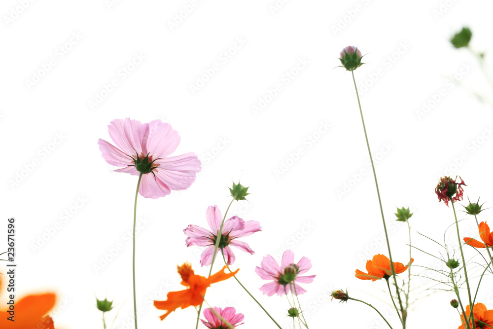 pink daisies in grass field with white background