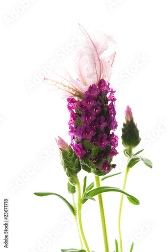 lavender flower on the white background