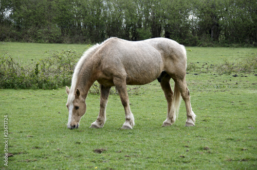 Horse