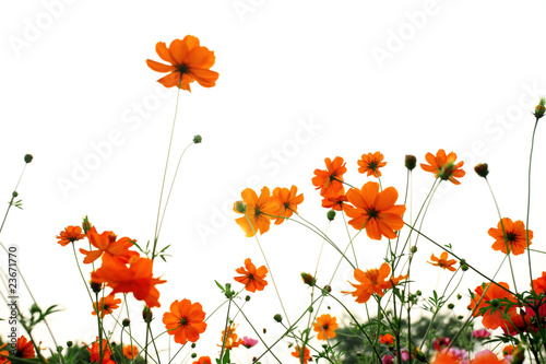 colorful daisies in grass field with white background