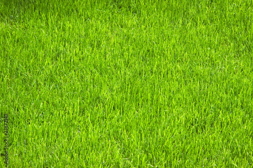 pelouse bien verte