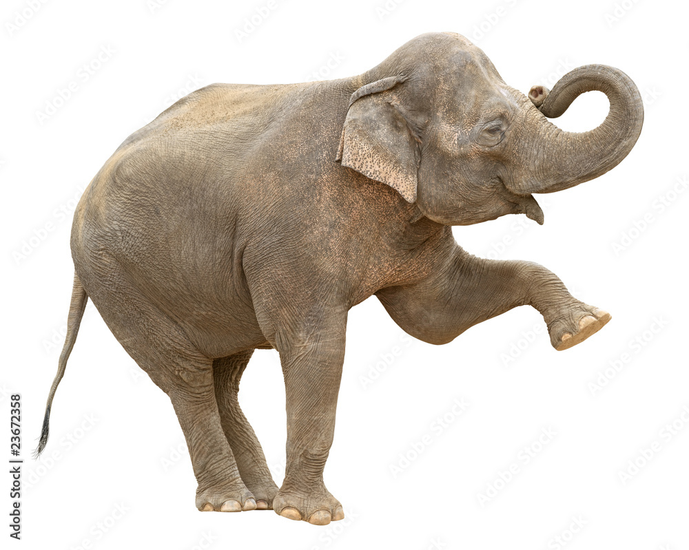 Naklejka premium Indyjski słoń indyjski wyłącznik powitalny