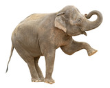 Indian elephant female greeting cutout