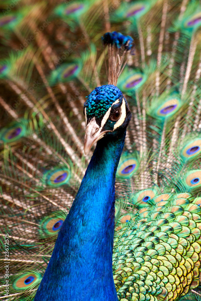 Fototapeta premium portrait of male peacock
