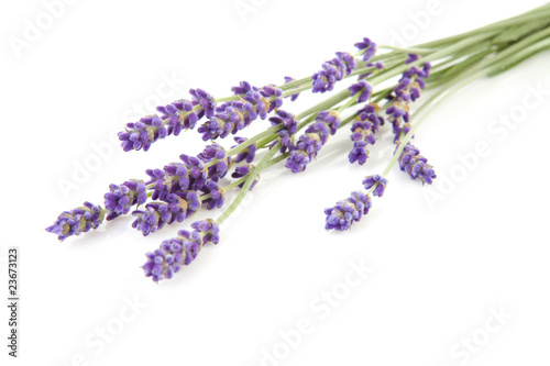 Fototapeta Naklejka Na Ścianę i Meble -  twigs plucked lavender over white background