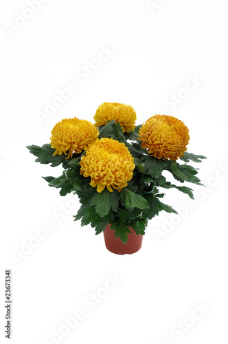 Фотография chrysanthème en conteneur