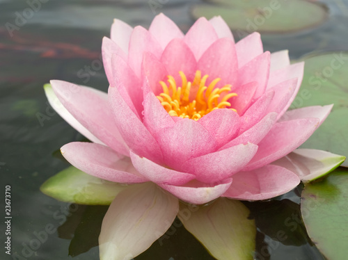 Water lily in a pond © motorolka