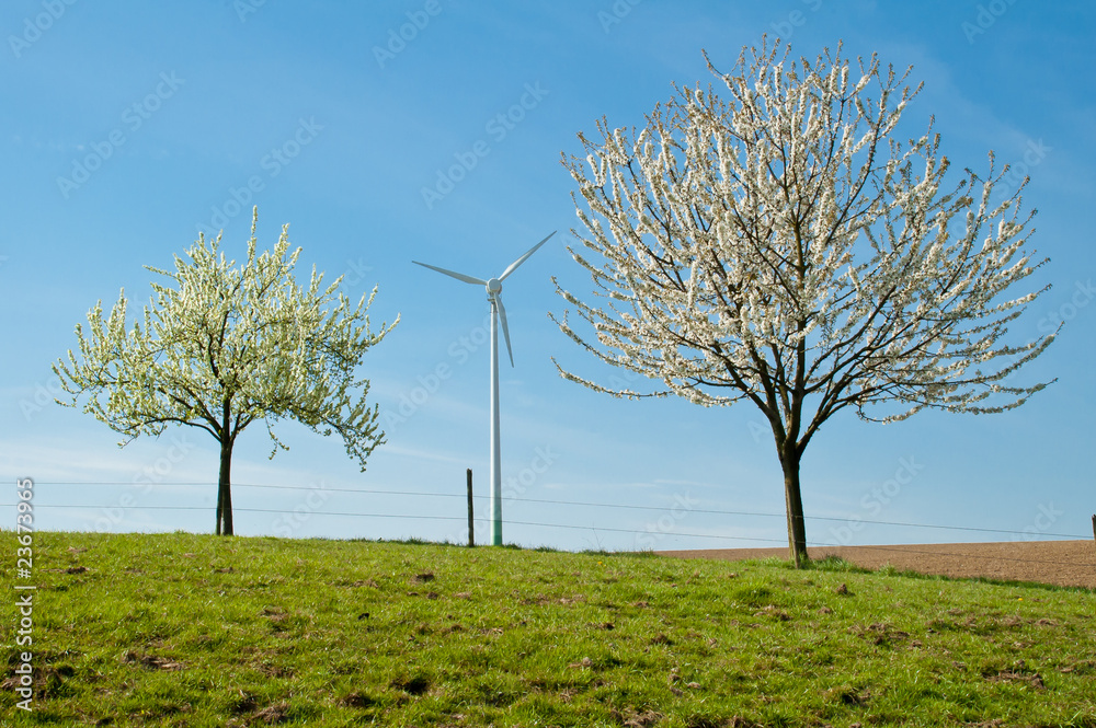 Fototapeta premium Windenergie und Bäume