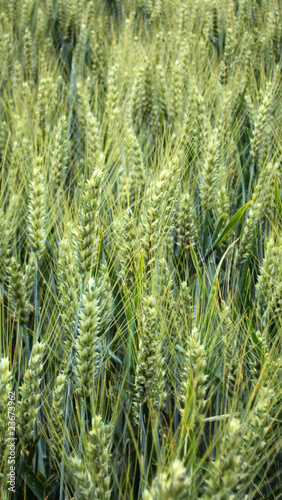 Epis de blé