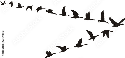 Geese fly in V-shaped
