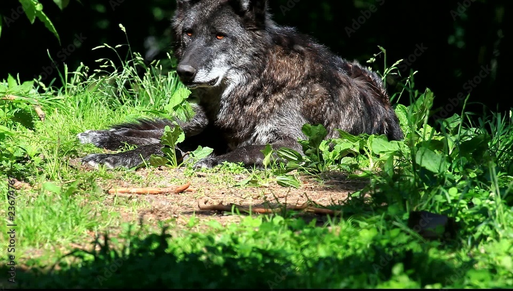 timberwolf timberwolf