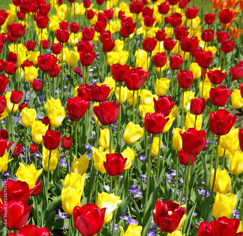 Fototapeta premium printemps