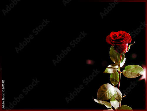 Obraz na płótnie Red rose on black background