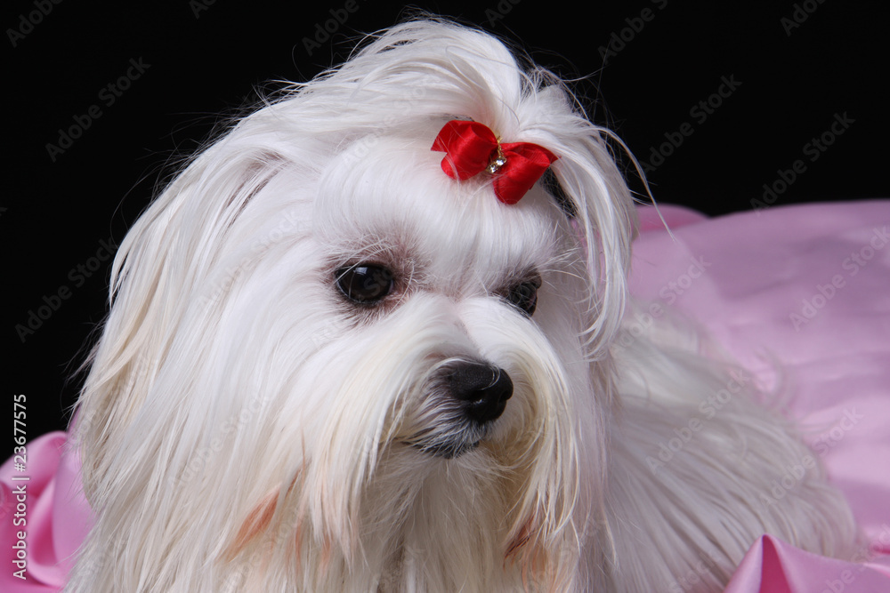 Maltese Dog with head turned sideways Maltese Dog with head turned sideways