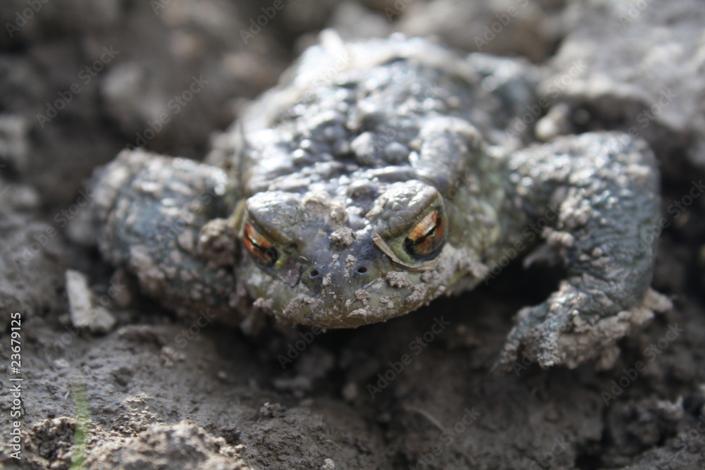 Frog žaba Frog žaba