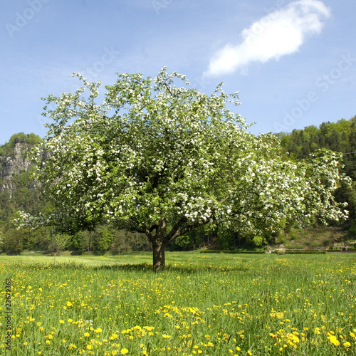 Apfelbaumbluete photo